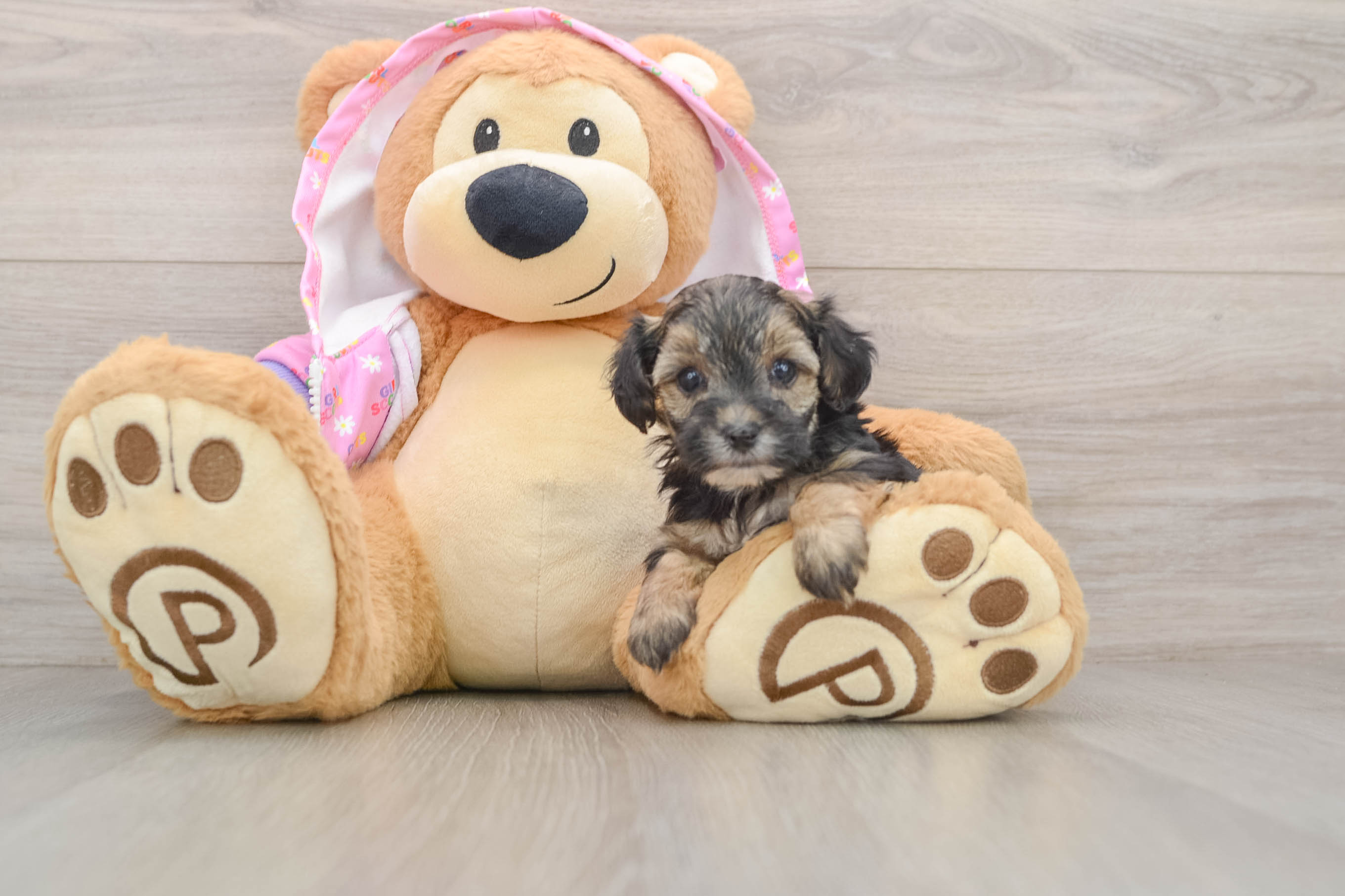 Smart Yorkie Poo Poodle Mix Pup