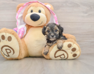 7 week old Yorkie Poo Puppy For Sale - Windy City Pups
