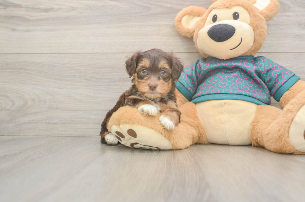 5 week old Yorkie Poo Puppy For Sale - Windy City Pups