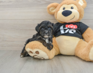 7 week old Yorkie Poo Puppy For Sale - Windy City Pups