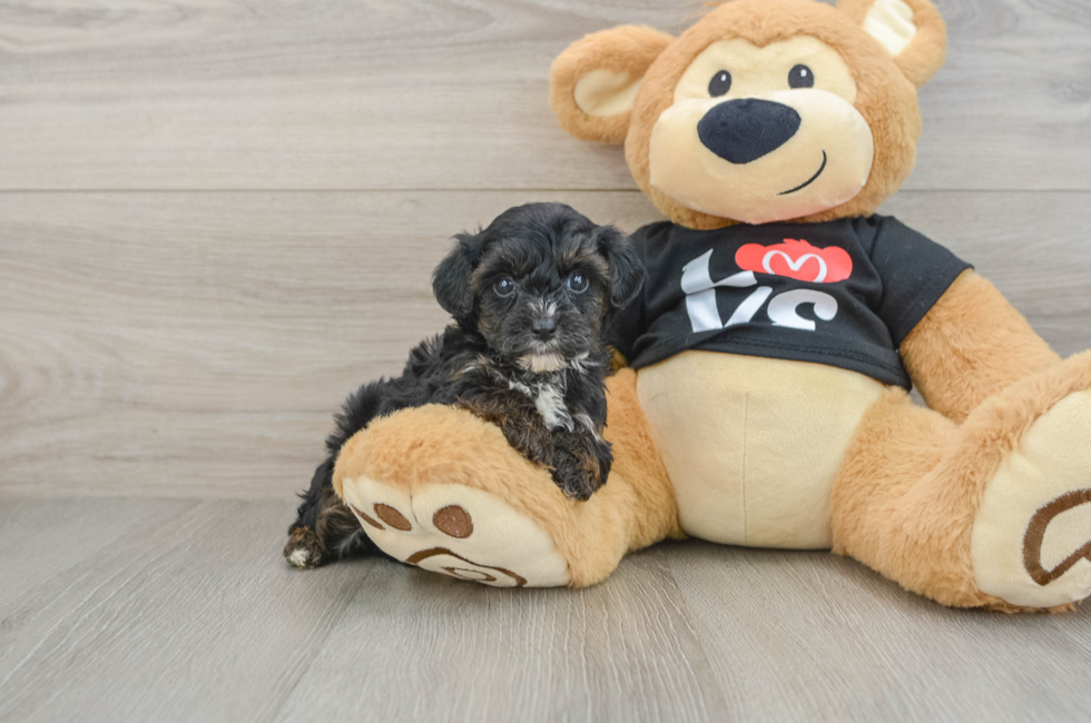 7 week old Yorkie Poo Puppy For Sale - Windy City Pups