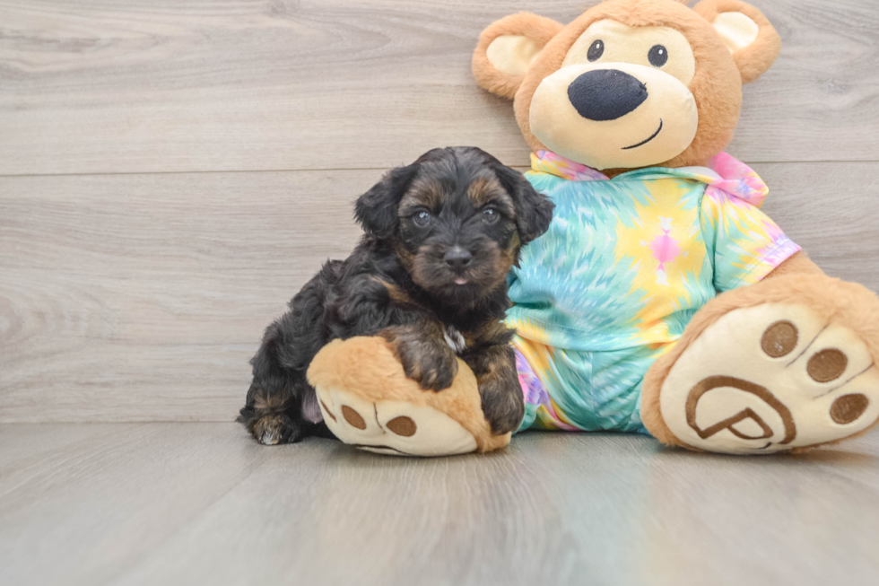 Hypoallergenic Yorkie Doodle Poodle Mix Puppy