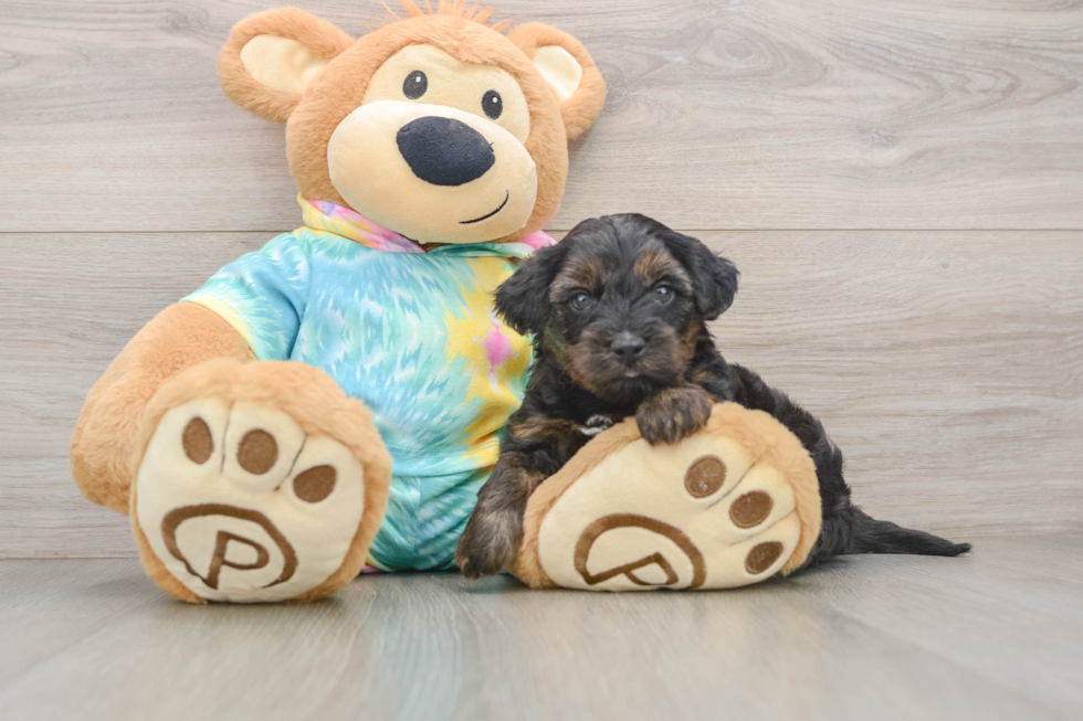 Yorkie Poo Pup Being Cute