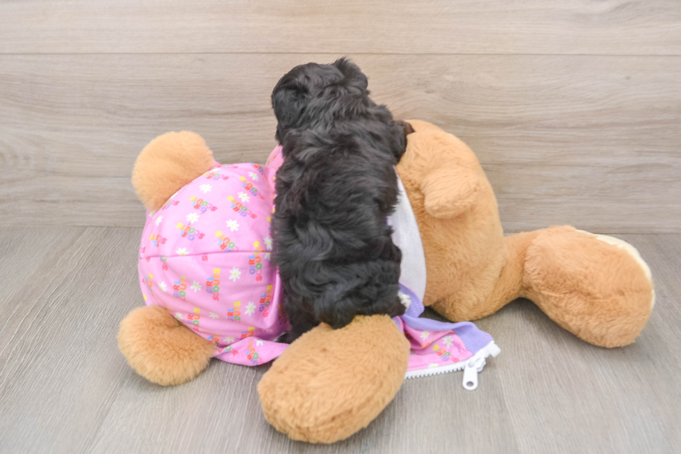 Cute Yorkie Poo Baby