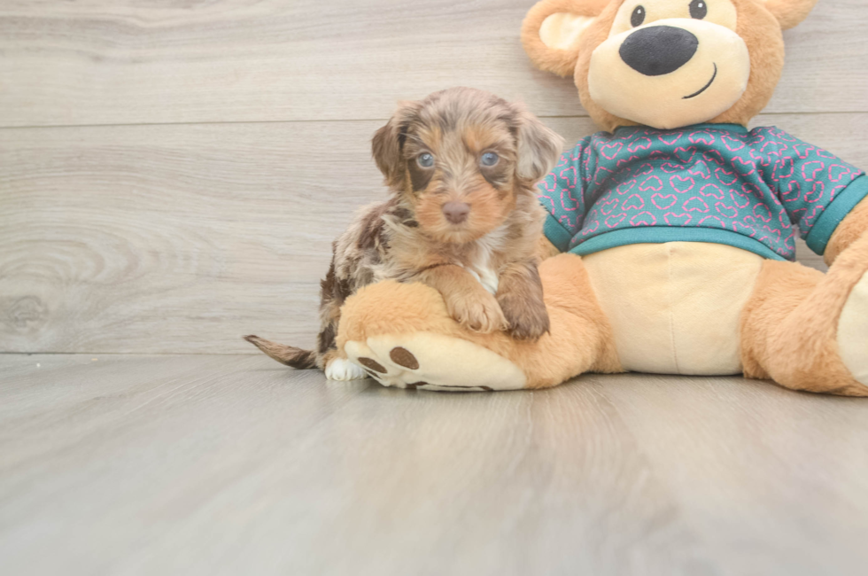 5 week old Yorkie Poo Puppy For Sale - Windy City Pups
