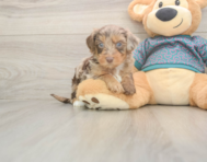 8 week old Yorkie Poo Puppy For Sale - Windy City Pups 8 week old Yorkie Poo Puppy For Sale - Windy City Pups