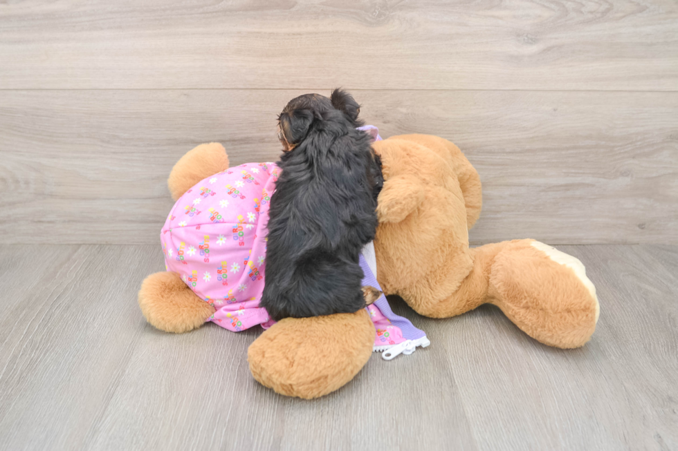 Yorkie Poo Puppy for Adoption