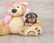 7 week old Yorkie Poo Puppy For Sale - Windy City Pups