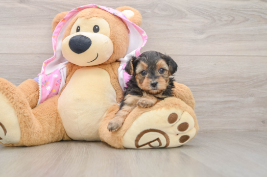 Small Yorkie Poo Baby