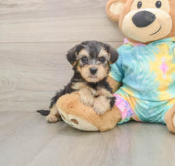 6 week old Yorkie Poo Puppy For Sale - Windy City Pups