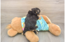 Energetic Yorkipoo Poodle Mix Puppy