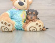 7 week old Yorkie Poo Puppy For Sale - Windy City Pups