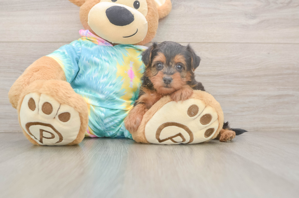 5 week old Yorkie Poo Puppy For Sale - Windy City Pups