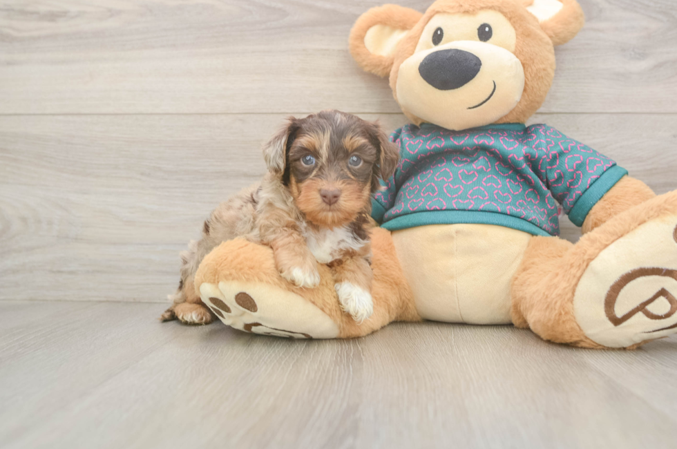 5 week old Yorkie Poo Puppy For Sale - Windy City Pups
