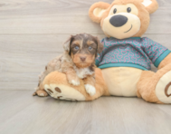 8 week old Yorkie Poo Puppy For Sale - Windy City Pups 8 week old Yorkie Poo Puppy For Sale - Windy City Pups