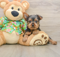 8 week old Yorkshire Terrier Puppy For Sale - Windy City Pups