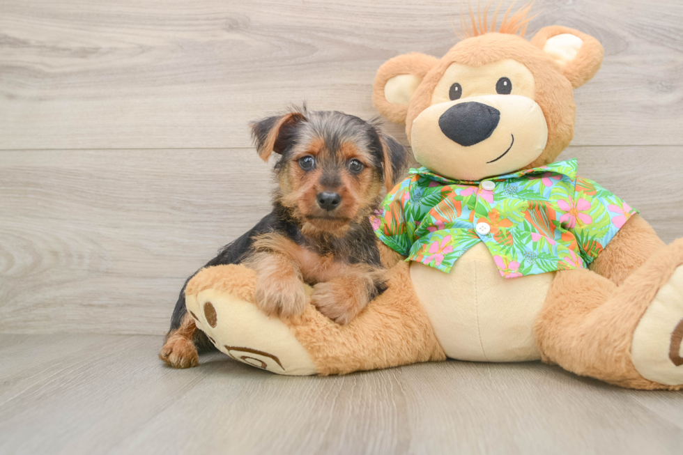 Happy Yorkie Mix Puppy