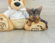 8 week old Yorkshire Terrier Puppy For Sale - Windy City Pups