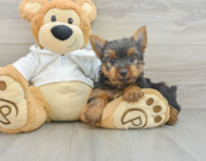 8 week old Yorkshire Terrier Puppy For Sale - Windy City Pups