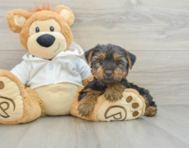 8 week old Yorkshire Terrier Puppy For Sale - Windy City Pups