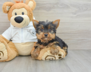 10 week old Yorkshire Terrier Puppy For Sale - Windy City Pups