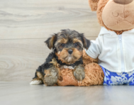 8 week old Yorkshire Terrier Puppy For Sale - Windy City Pups