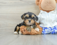 9 week old Yorkshire Terrier Puppy For Sale - Windy City Pups