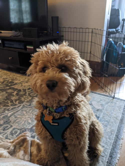 Cute Mini Goldendoodle Pup in Cincinnati OH