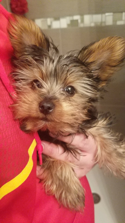 Fluffy Yorkie Purebred Pup