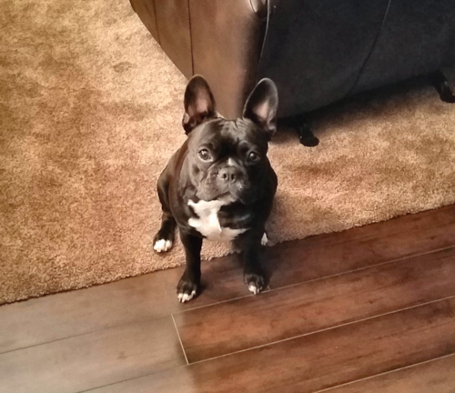 Akc Registered French Bulldog Pup