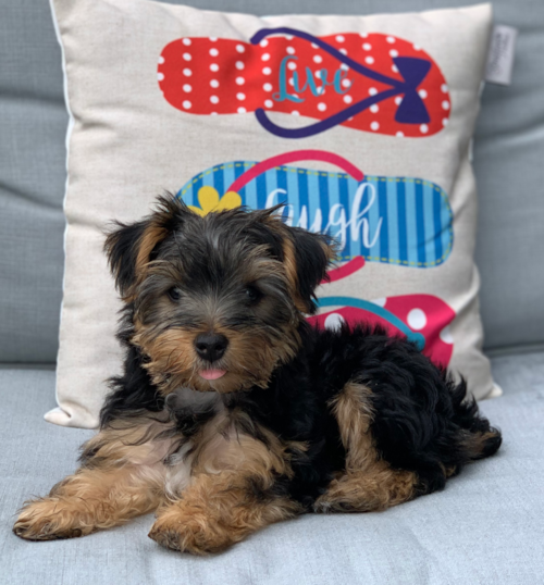 Canton Yorkshire Terrier Pup