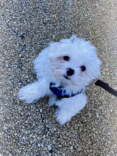 Chicago Maltese Pup