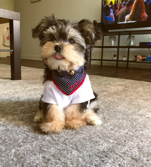 Sweet Morkie Pup in Chicago IL