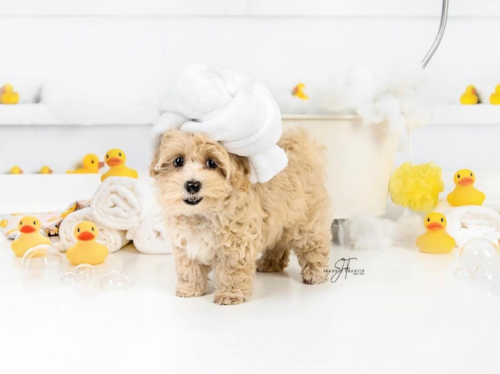 Maltipoo Being Cute