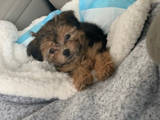 Happy Morkie Pup in Cincinnati Ohio