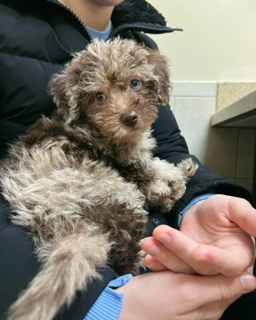 Friendly Mini Labradoodle Pup in Wood Dale IL