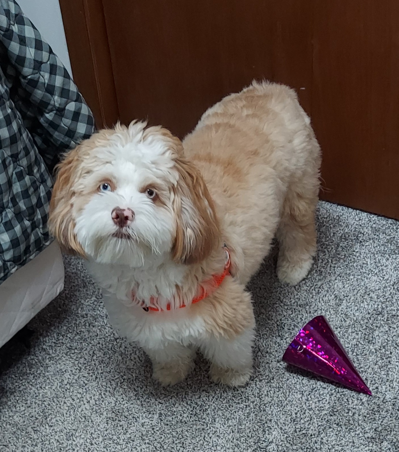 Pomsky, Yorkie, Mini Goldendoodle, Cavapoo, Morkie puppies near