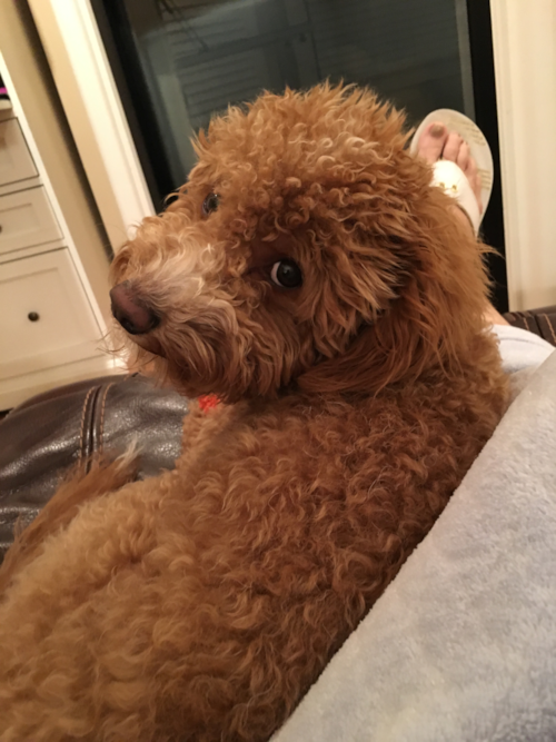 Adorable Golden Retriever Poodle Mix Pup