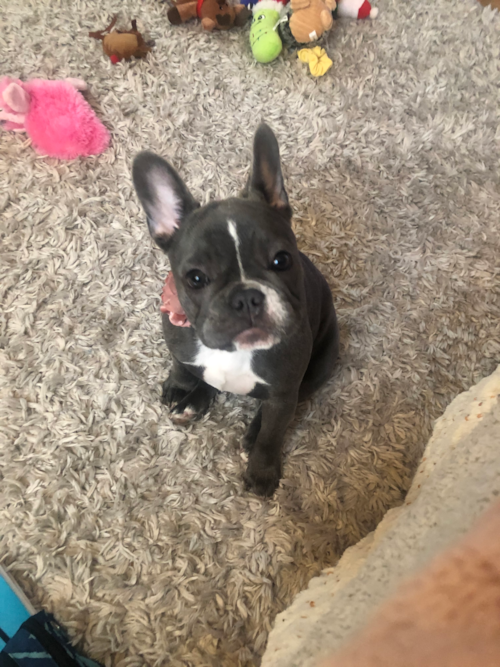 Youngstown French Bulldog Pup